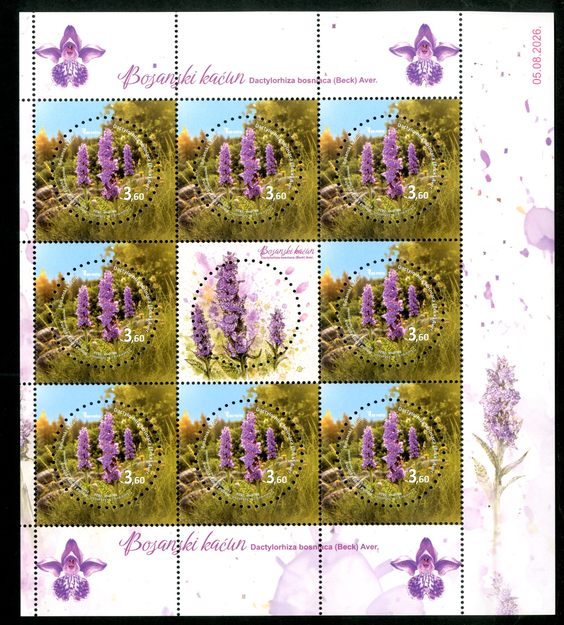 bosnian-crocus